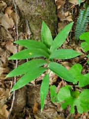 Polygonatum biflorum