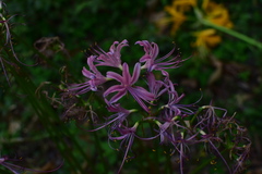 Lycoris
