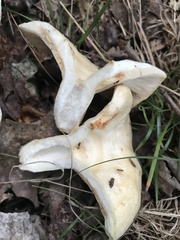 Lactarius maculatipes