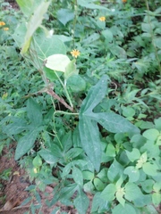 Passiflora viridiflora