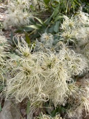 Clematis ligusticifolia