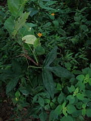 Passiflora viridiflora