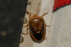 Ascra bifida