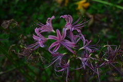 Lycoris