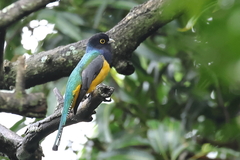Trogon caligatus