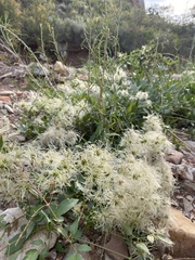 Clematis ligusticifolia