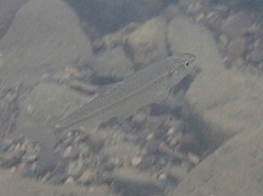 Semotilus corporalis