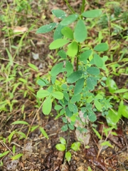 Taenidia integerrima