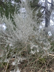 Hymenopappus filifolius