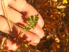 Thalictrum minus