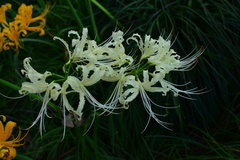 Lycoris