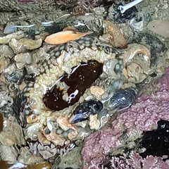 Buccinulum littorinoides