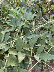 Clematis ligusticifolia