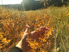 Thalictrum minus