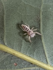 Hentzia mitrata