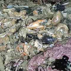 Buccinulum littorinoides