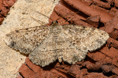 Melanolophia canadaria
