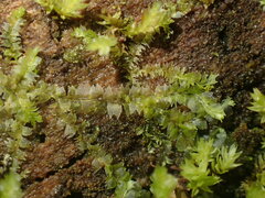 Lophocolea