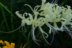 Lycoris