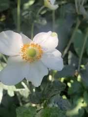 Eriocapitella hupehensis