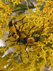 Chauliognathus fasciatus