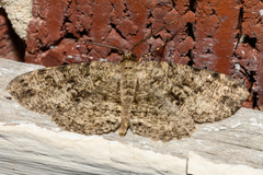 Melanolophia canadaria