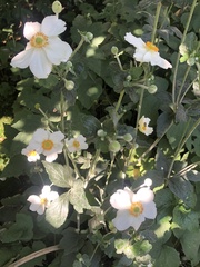 Eriocapitella hupehensis