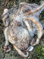 Enteroctopus dofleini