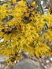Chauliognathus fasciatus