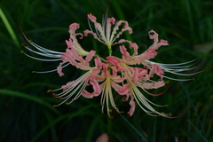 Lycoris
