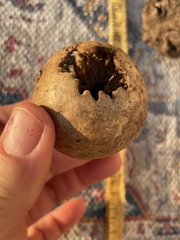 Amphibolips quercusinanis