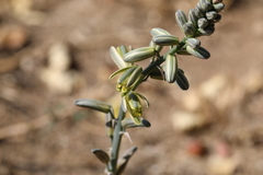 Albuca glauca
