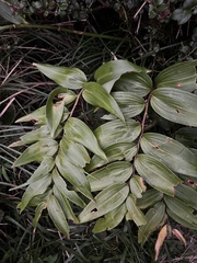 Polygonatum arisanense