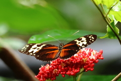 Heliconius hecale