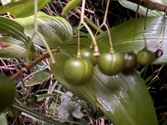 Polygonatum arisanense