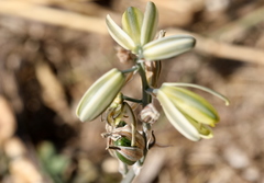 Albuca glauca