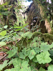 Tiarella trifoliata