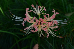 Lycoris