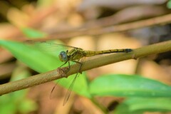 Orthetrum luzonicum