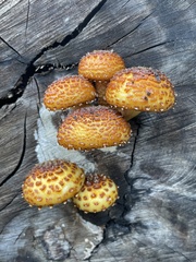 Pholiota glutinosa