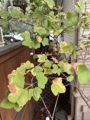 Ribes sanguineum