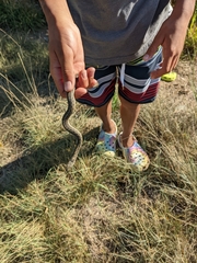 Thamnophis elegans vagrans