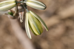 Albuca glauca