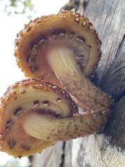 Pholiota glutinosa