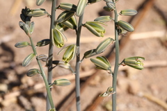 Albuca glauca