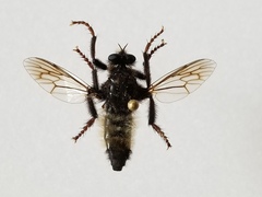 Cyrtopogon dasyllis