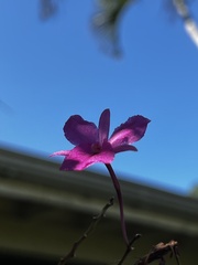 Broughtonia sanguinea