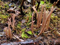 Alloclavaria purpurea