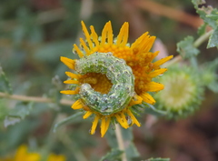 Heliothis