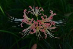 Lycoris